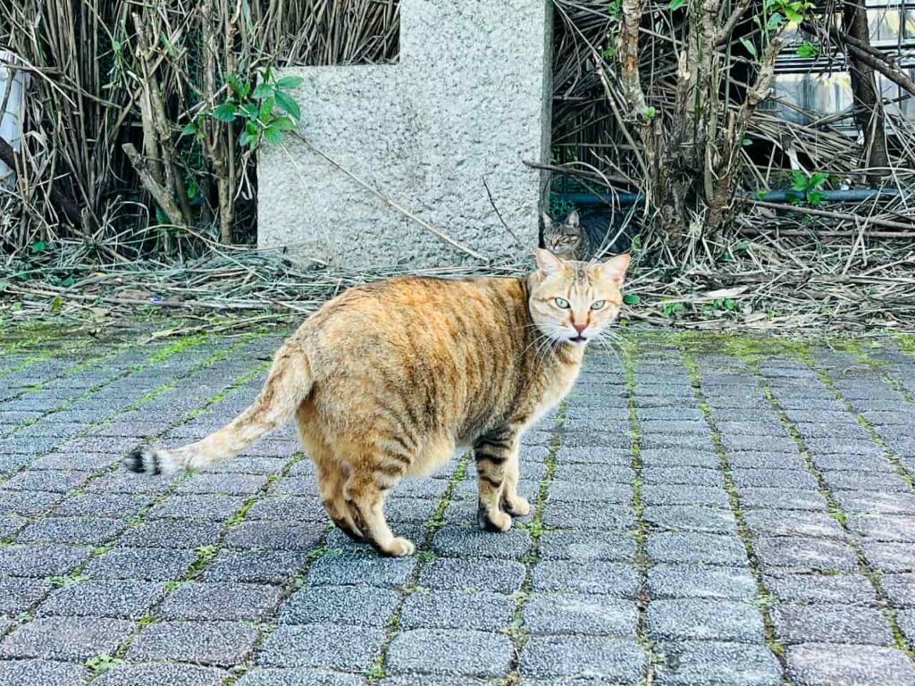 Rüyada Hamile Kedi Görmek Ne Anlama Gelir