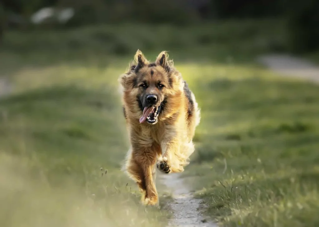 rüyada köpek kovalaması